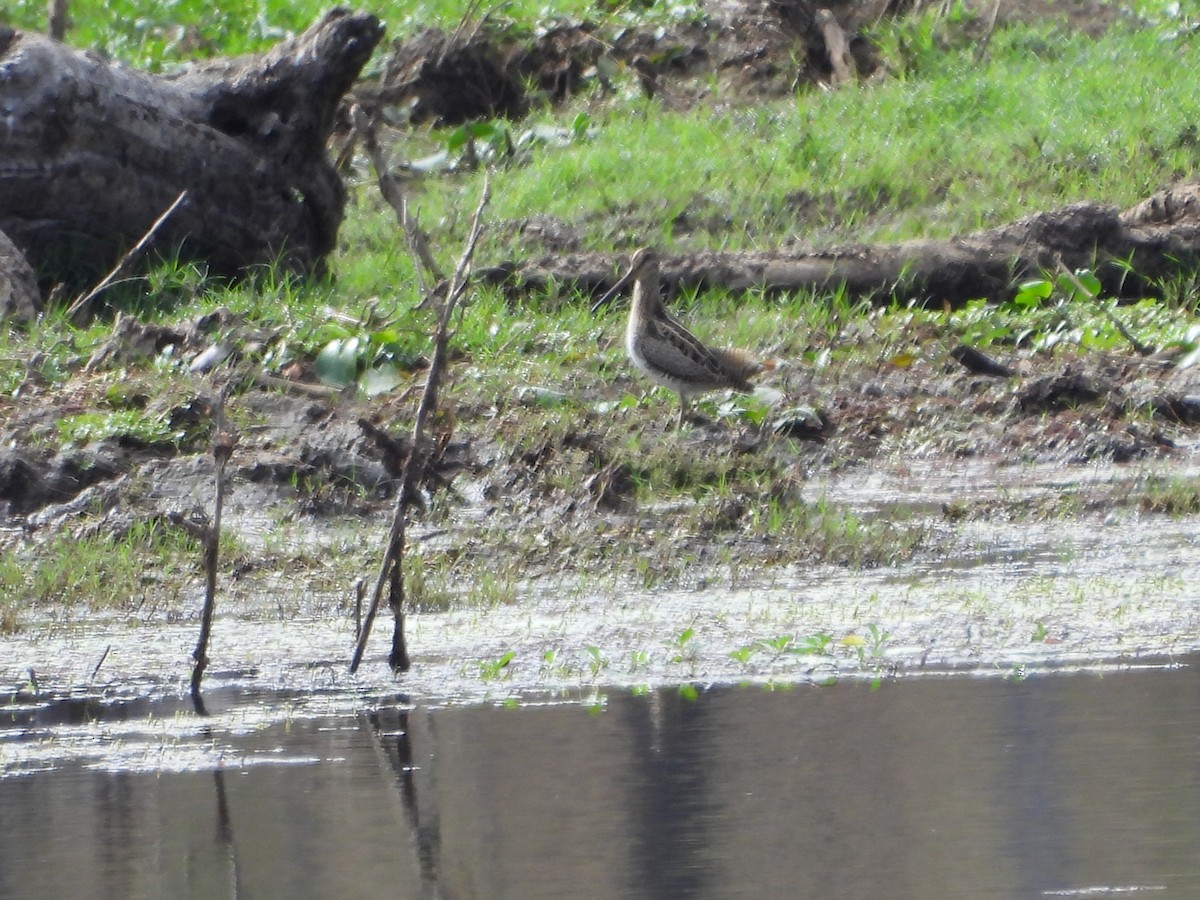 Latham's Snipe - ML642899073