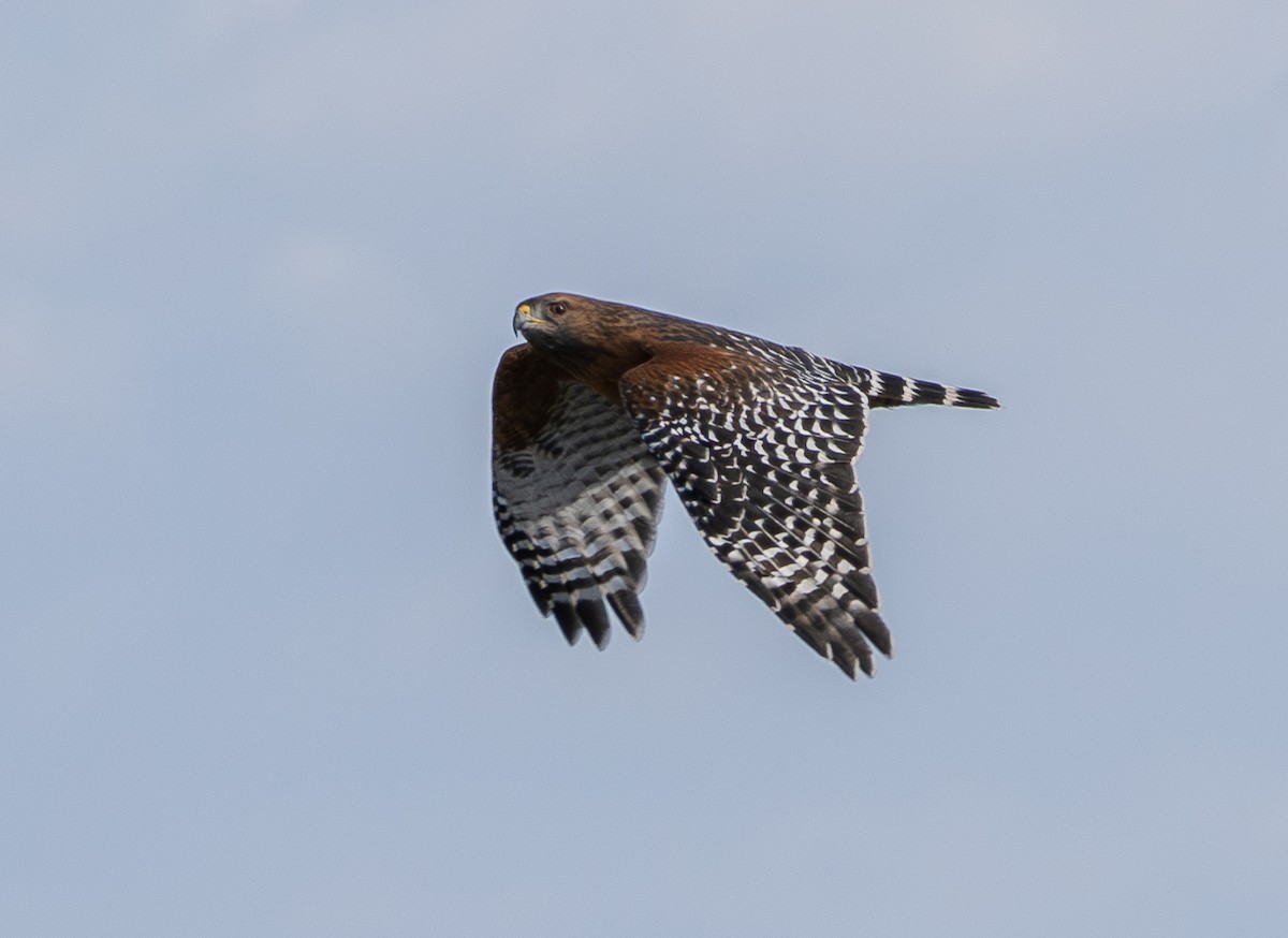 Red-shouldered Hawk - ML642899074