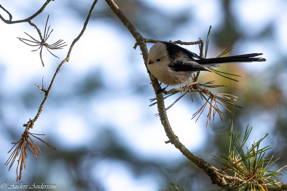 Long-tailed Tit - ML642899075