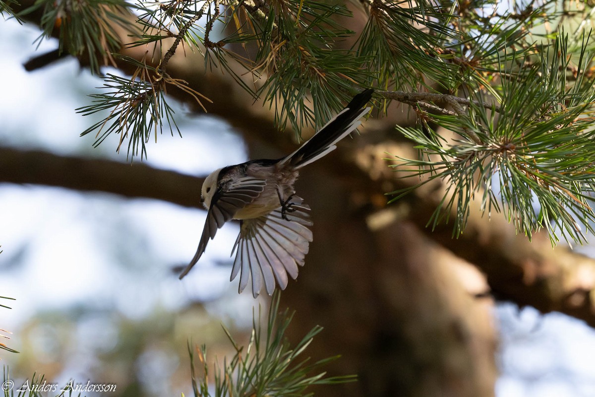 Long-tailed Tit - ML642899076