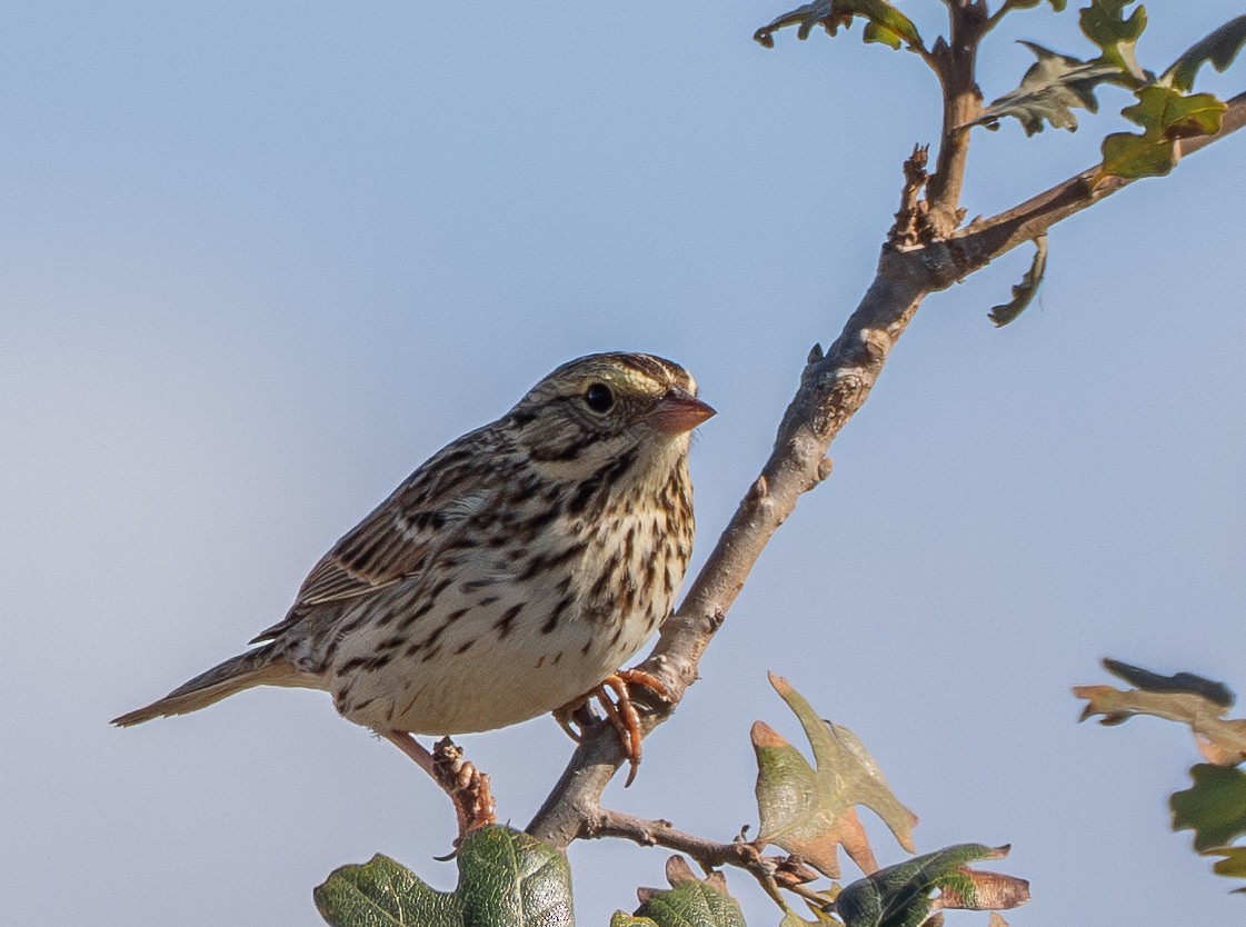 Savannah Sparrow - ML642899077