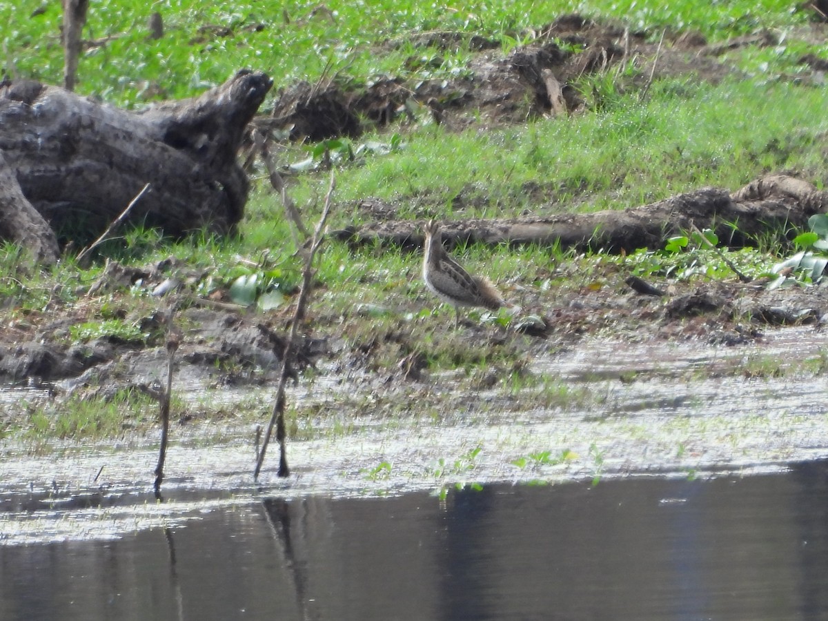 Latham's Snipe - ML642899078