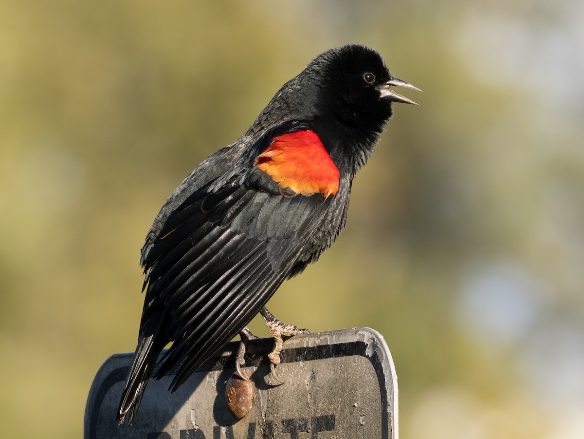 Red-winged Blackbird - ML642899080
