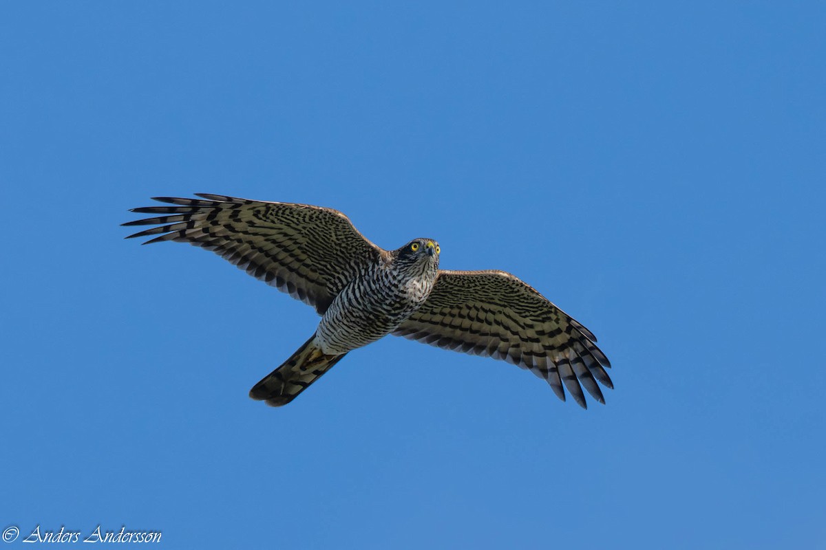 Eurasian Sparrowhawk - ML642899081
