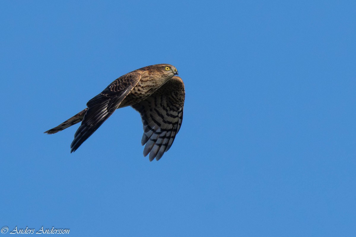 Eurasian Sparrowhawk - ML642899083