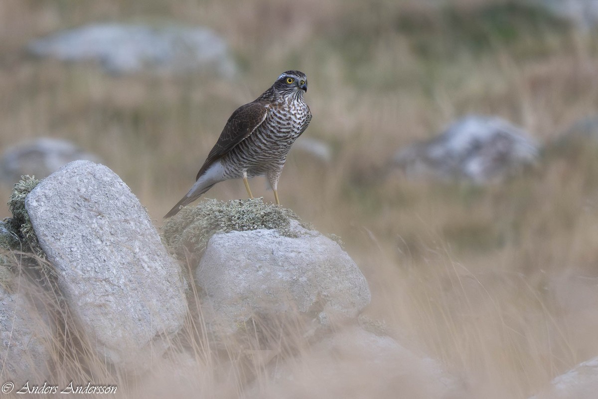 Eurasian Sparrowhawk - ML642899084