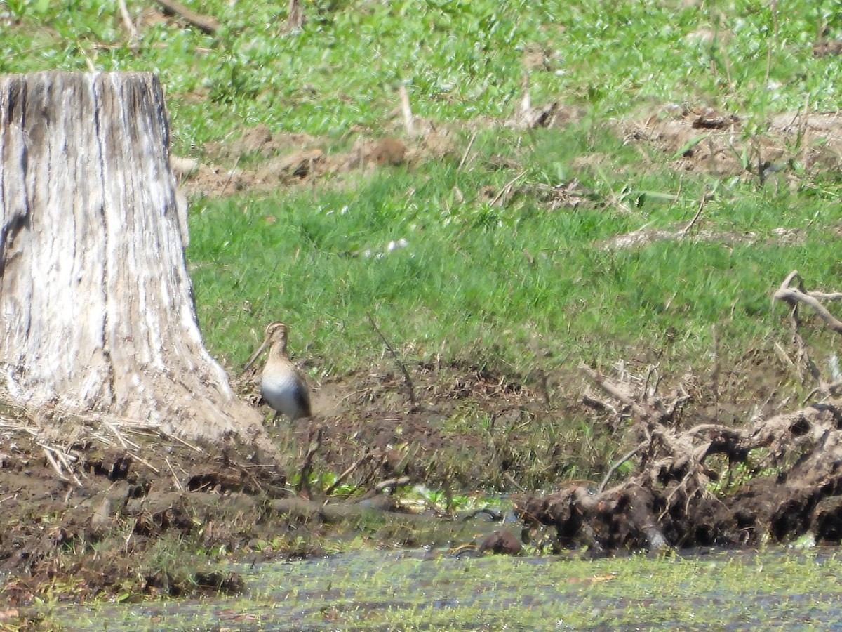 Latham's Snipe - ML642899085