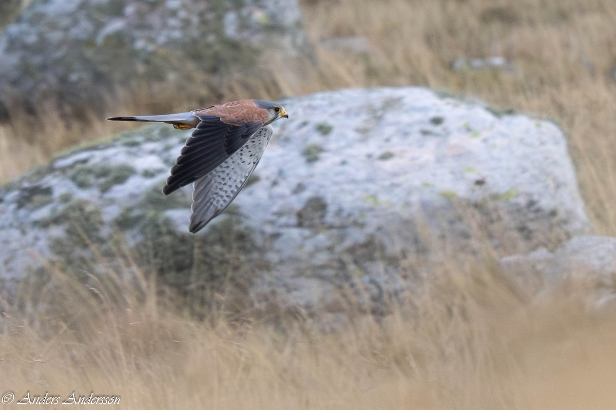 Eurasian Kestrel - ML642899086