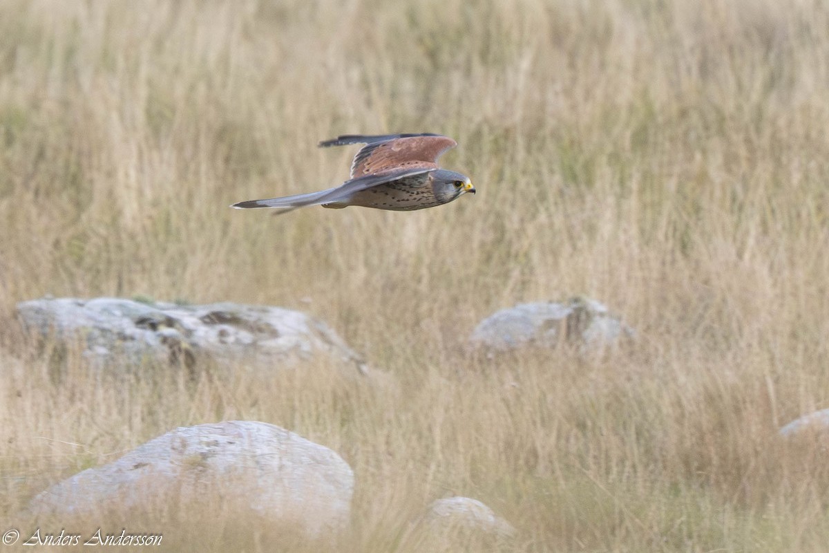 Eurasian Kestrel - ML642899087
