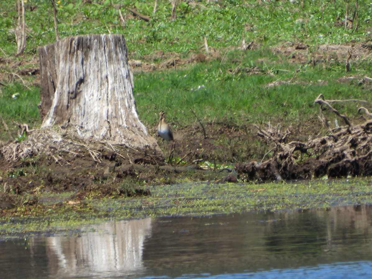 Latham's Snipe - ML642899088