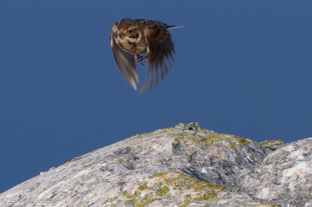 Reed Bunting - ML642899096