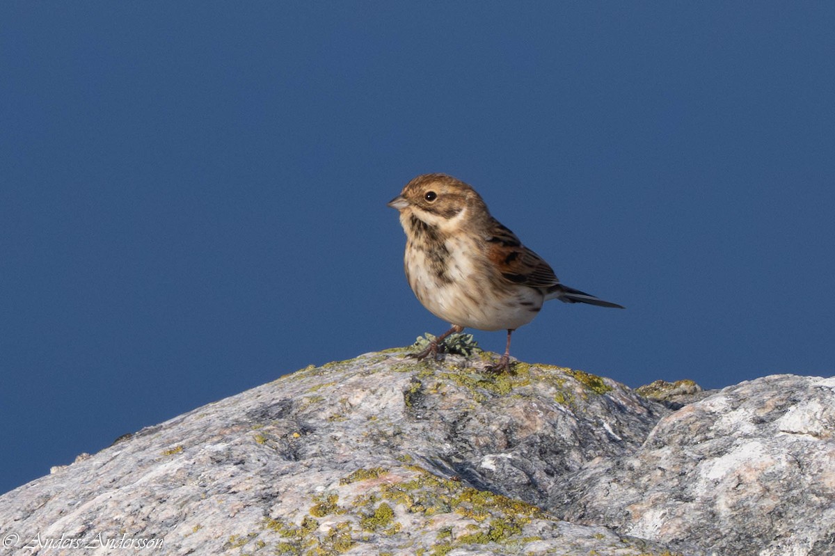 Reed Bunting - ML642899097
