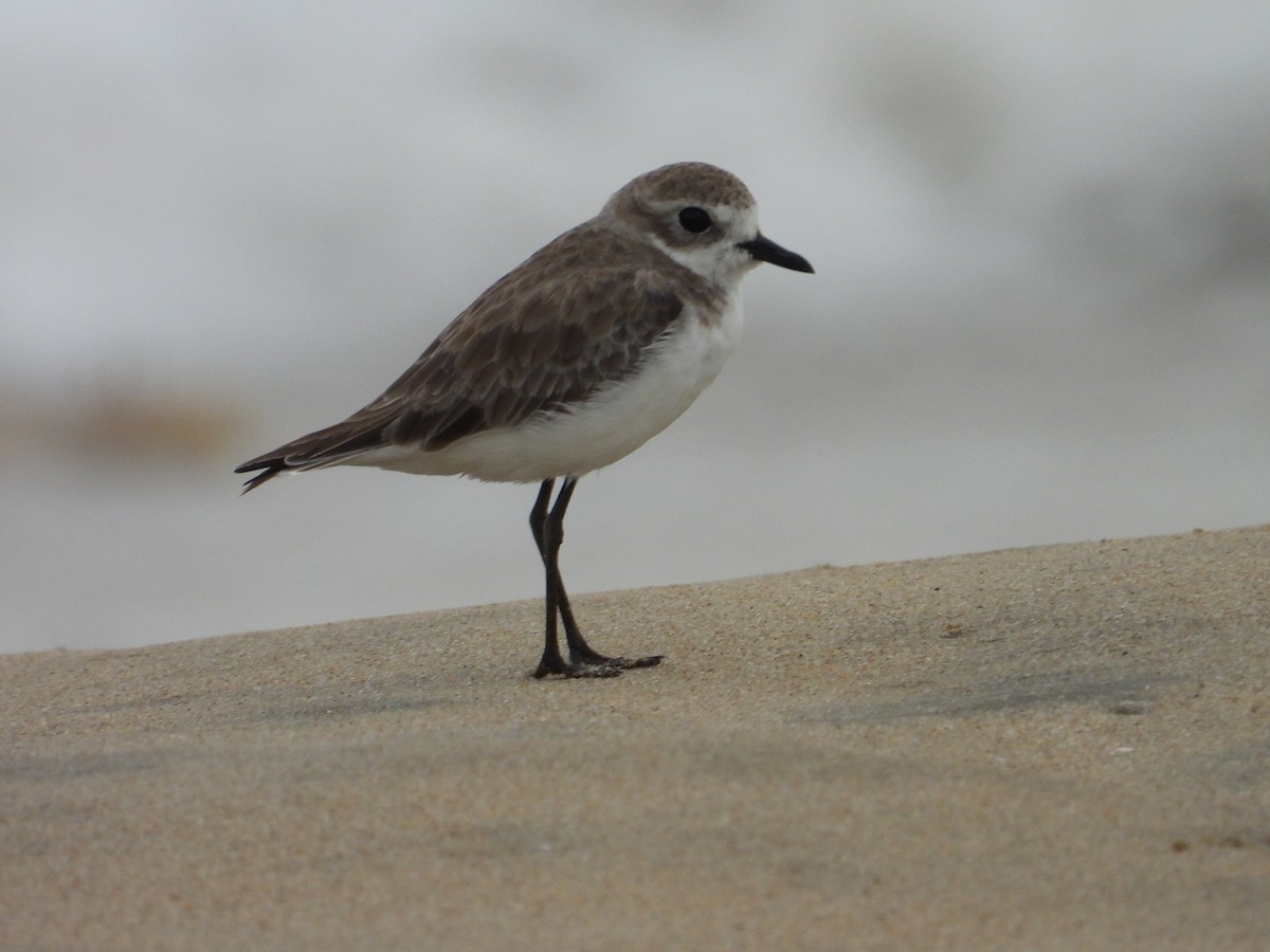 Tibetan Sand-Plover - ML642899098