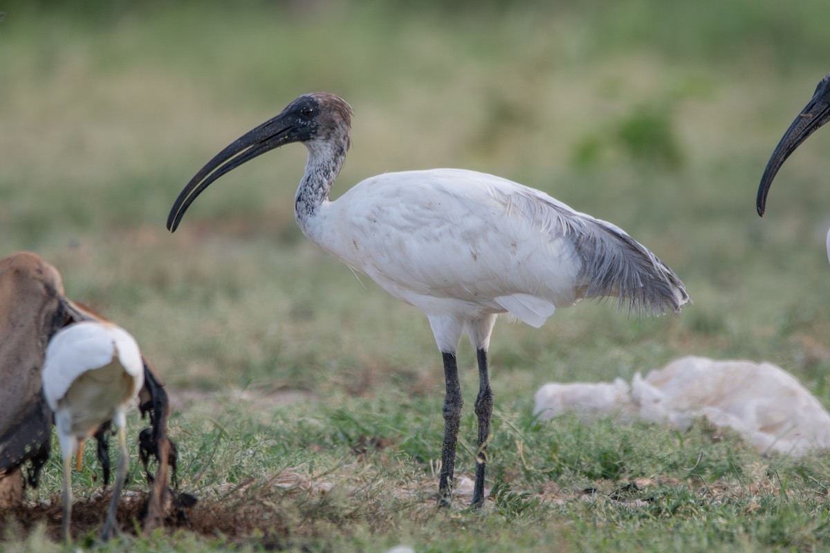 Black-headed Ibis - ML642899099