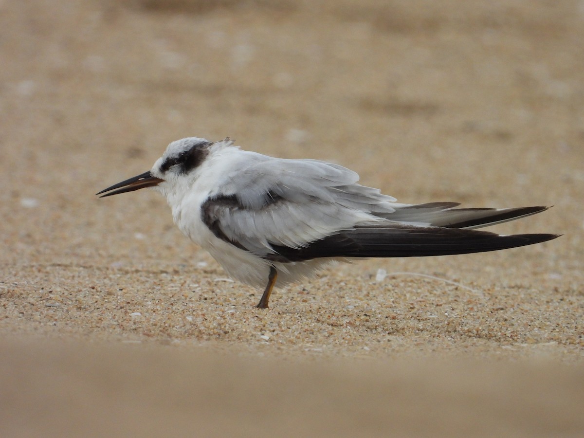 Saunders's Tern - ML642899104