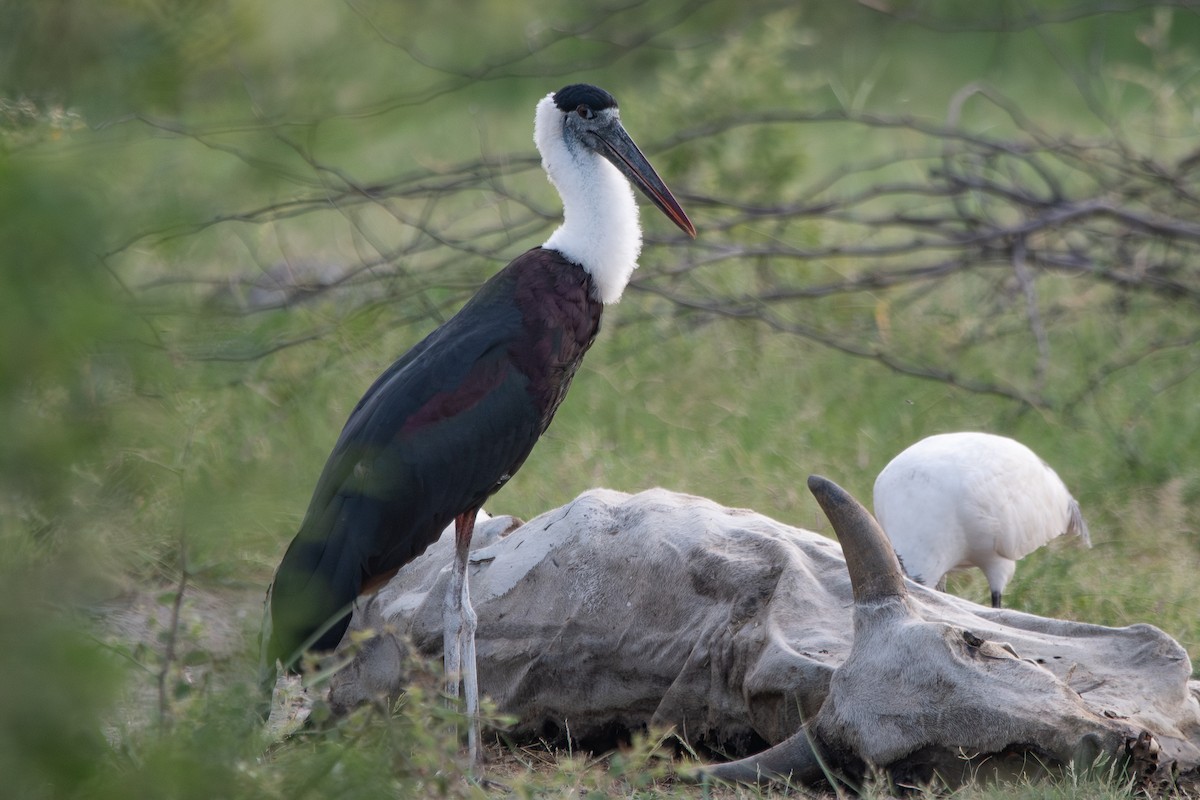 Asian Woolly-necked Stork - ML642899106