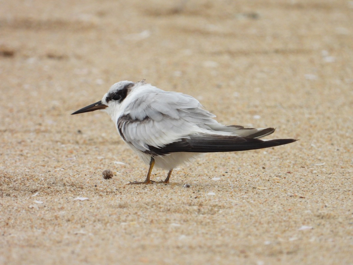 Saunders's Tern - ML642899108