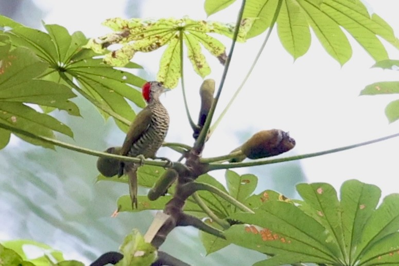 Green-backed Woodpecker - ML642899111