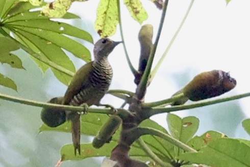 Green-backed Woodpecker - ML642899112