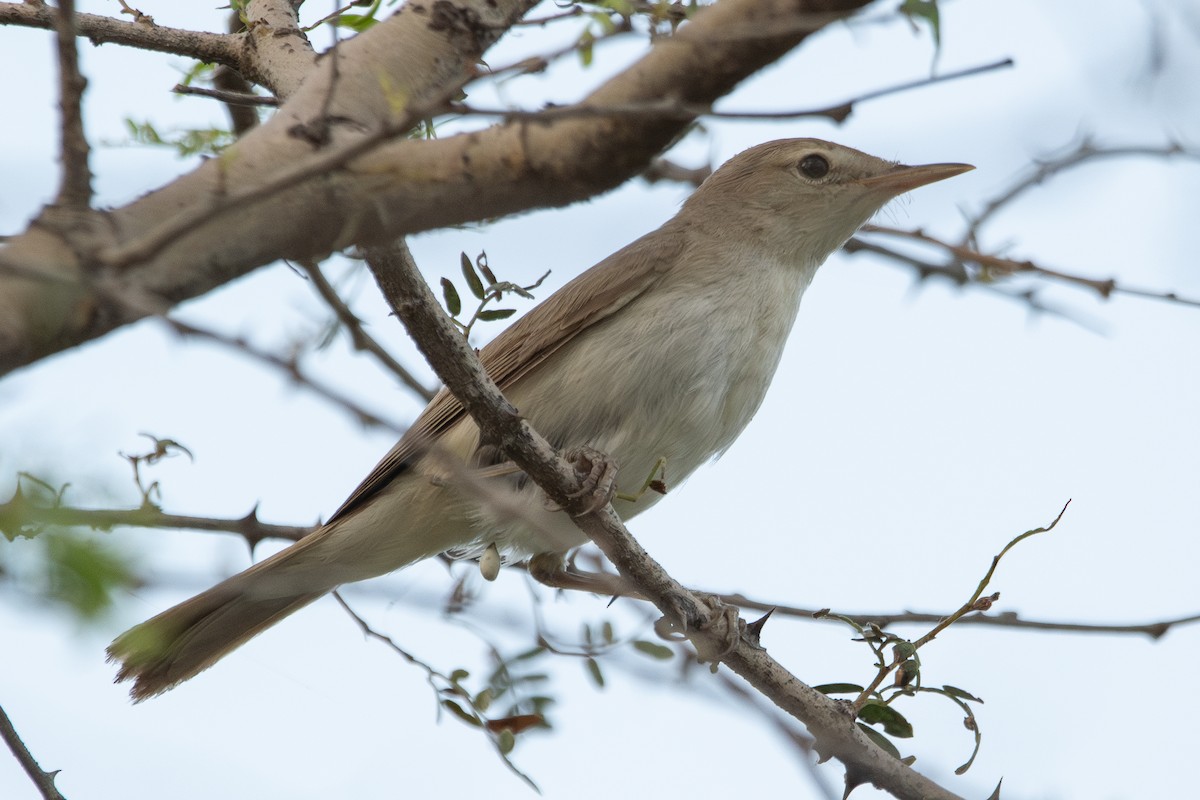 Sykes's Warbler - ML642899115