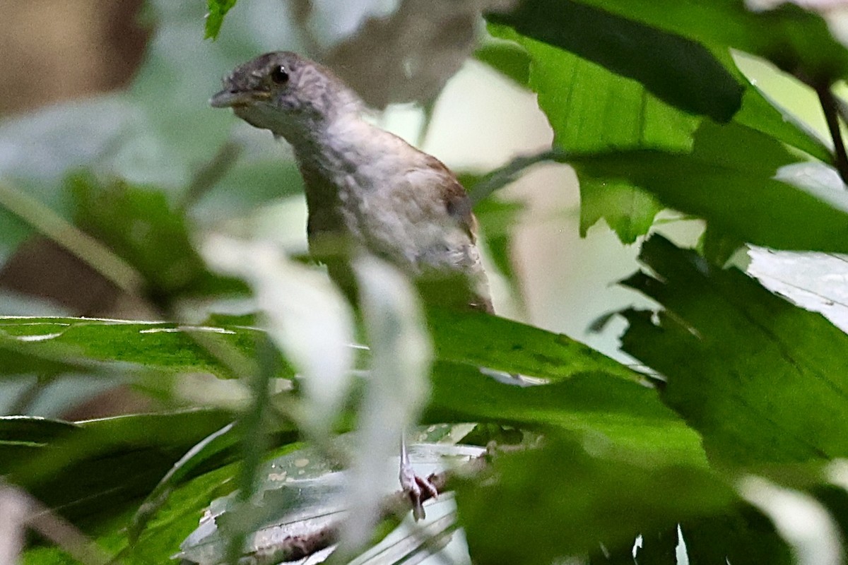 Pale-breasted Illadopsis - ML642899120