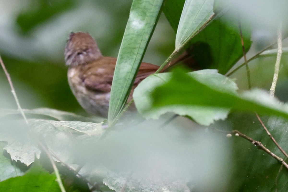 Pale-breasted Illadopsis - ML642899121