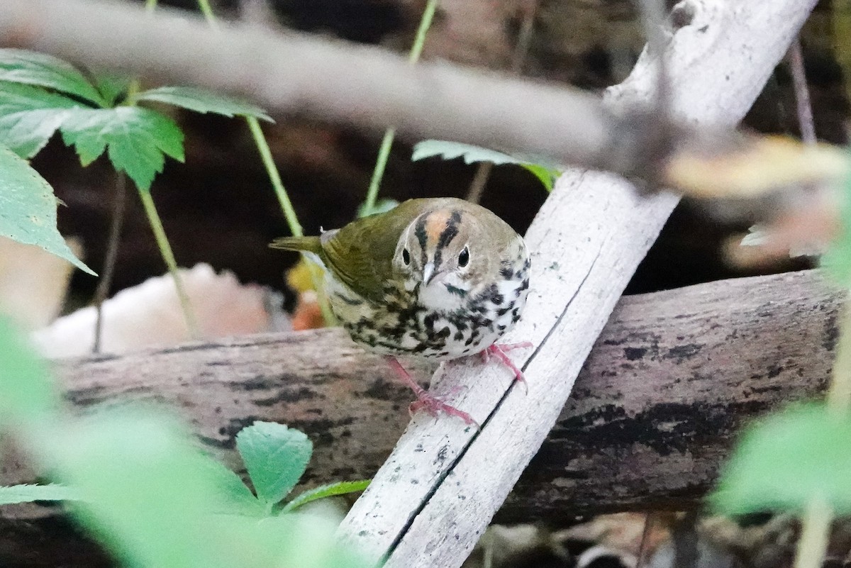 Ovenbird - ML642899122