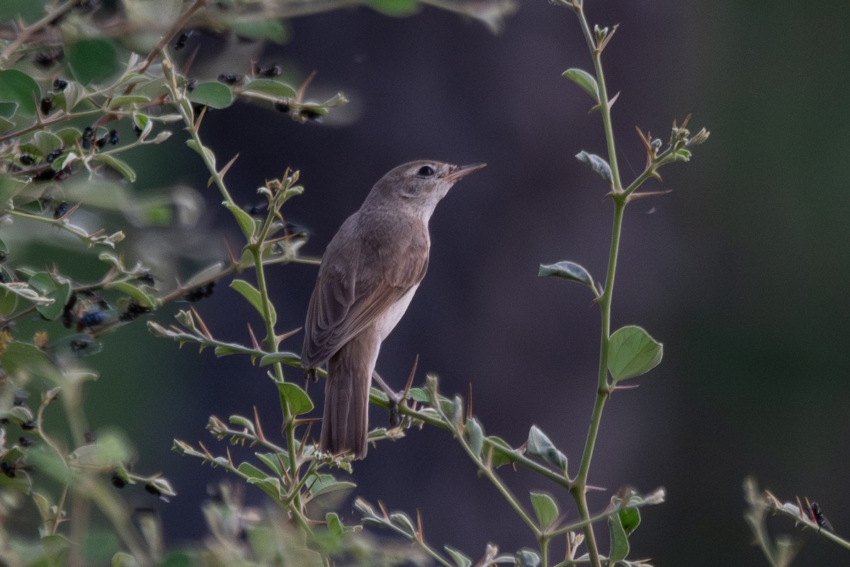 Sykes's Warbler - ML642899123