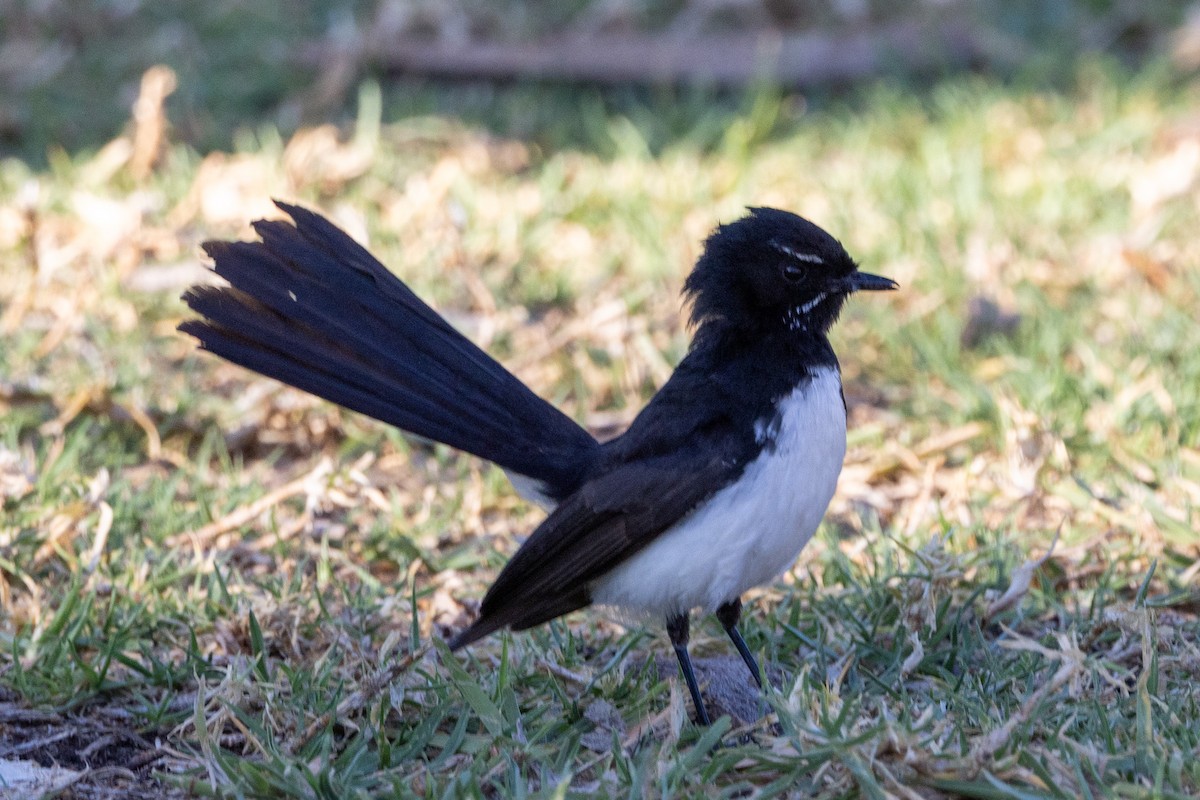 Willie-wagtail - ML642899124