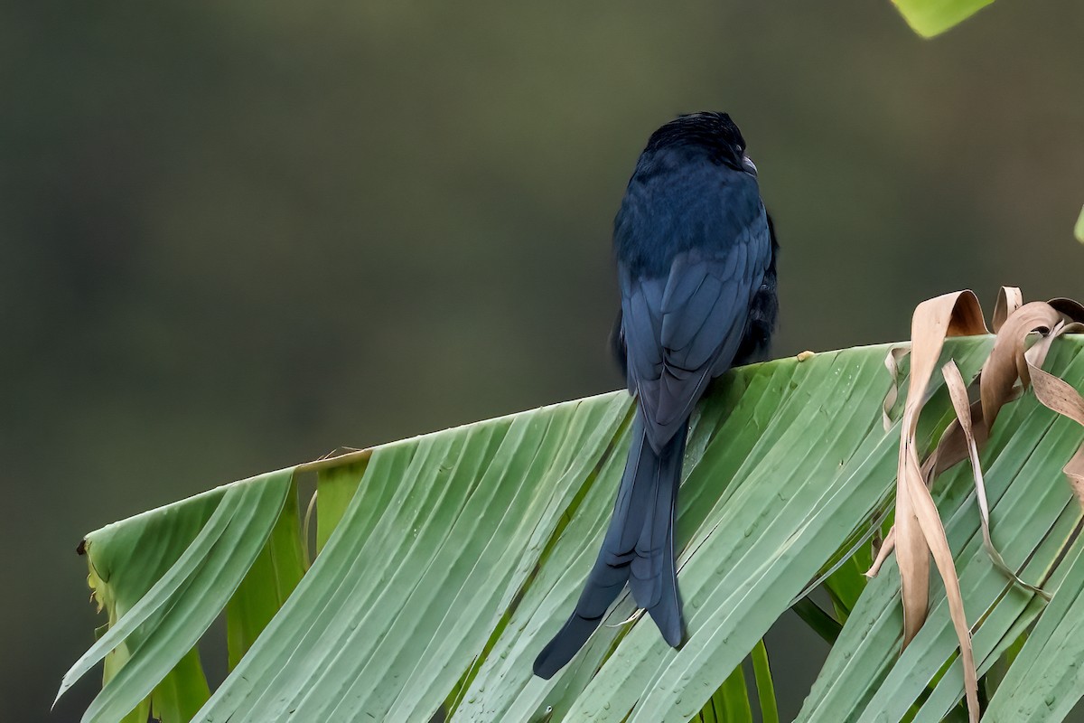 svartdrongo - ML642899175
