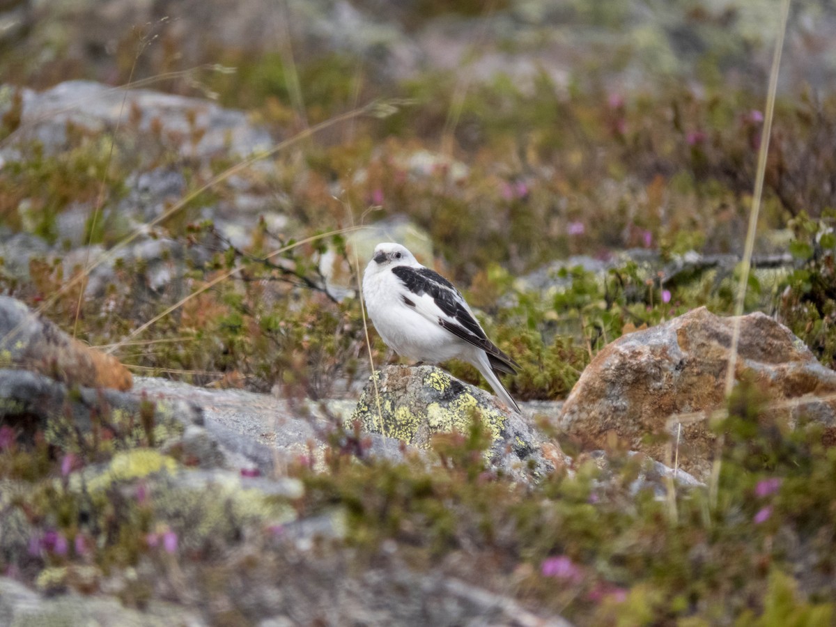 snøspurv - ML642899183