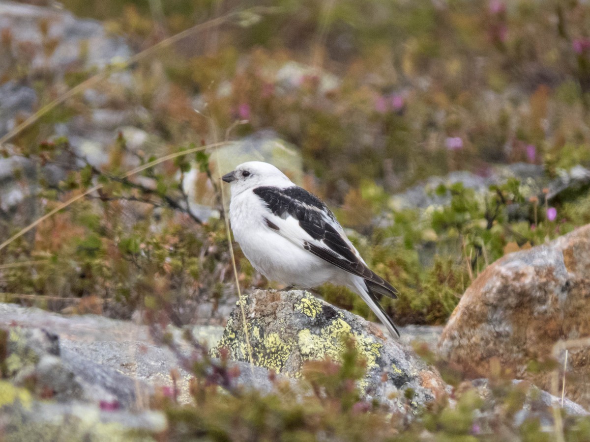 snøspurv - ML642899184
