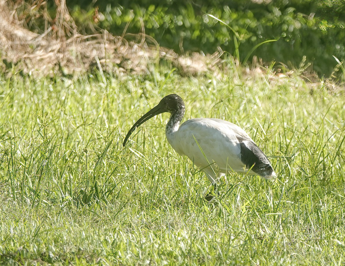 australibis - ML642899201