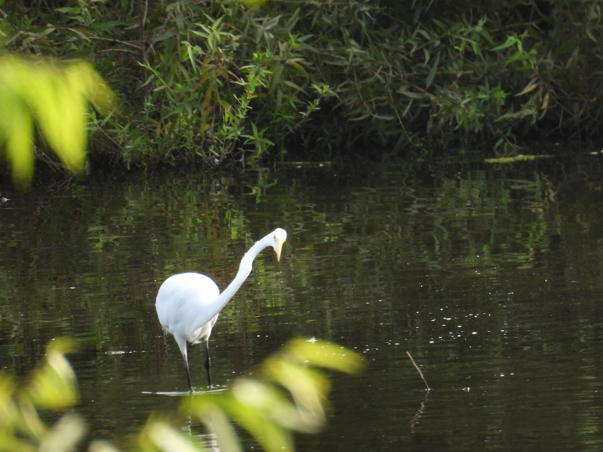 Great Egret - ML642899206