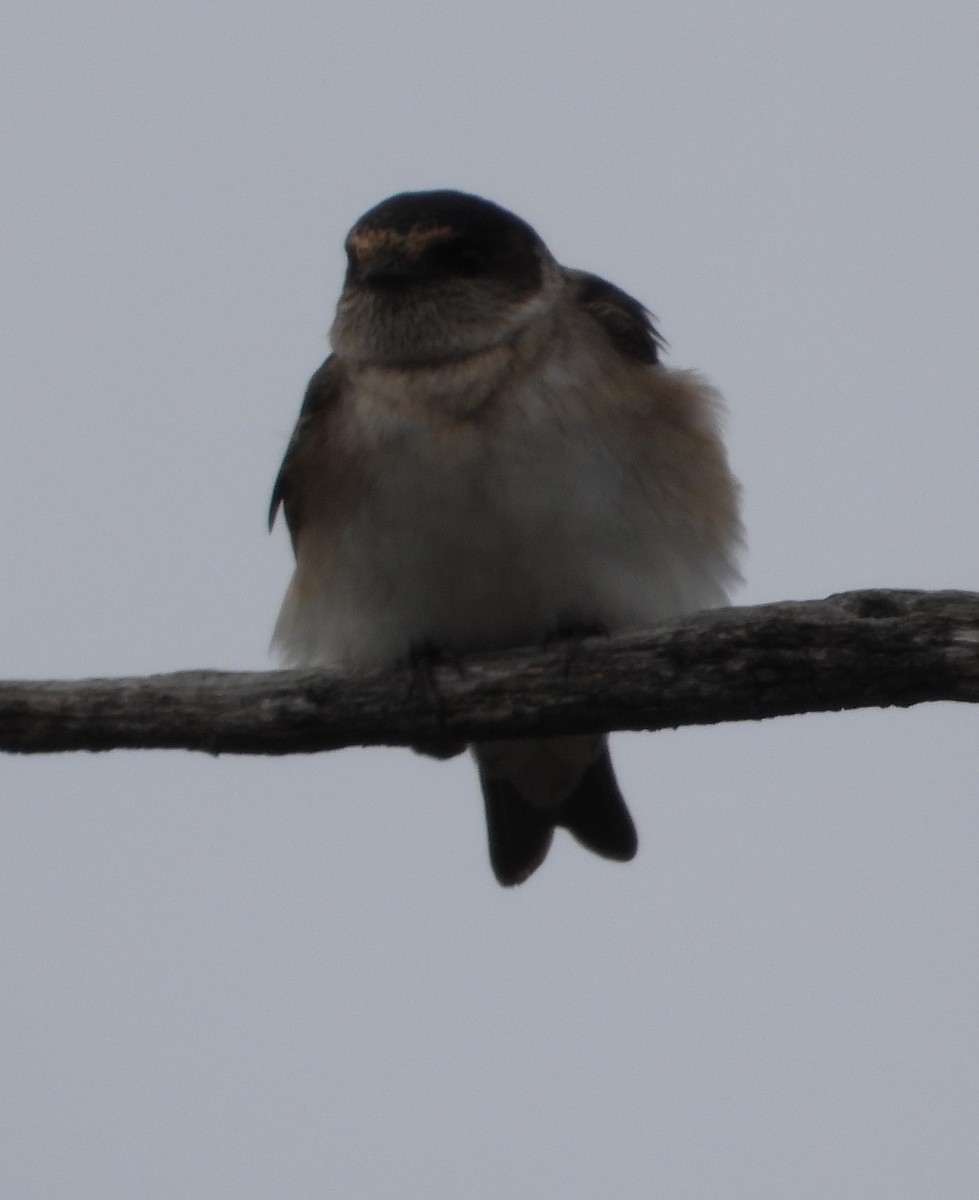 Tree Martin - ML642899213
