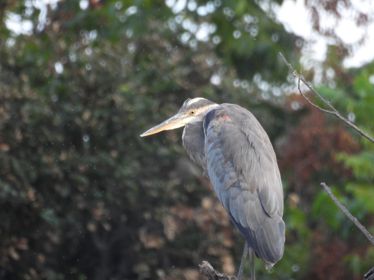 Great Blue Heron - ML642899218