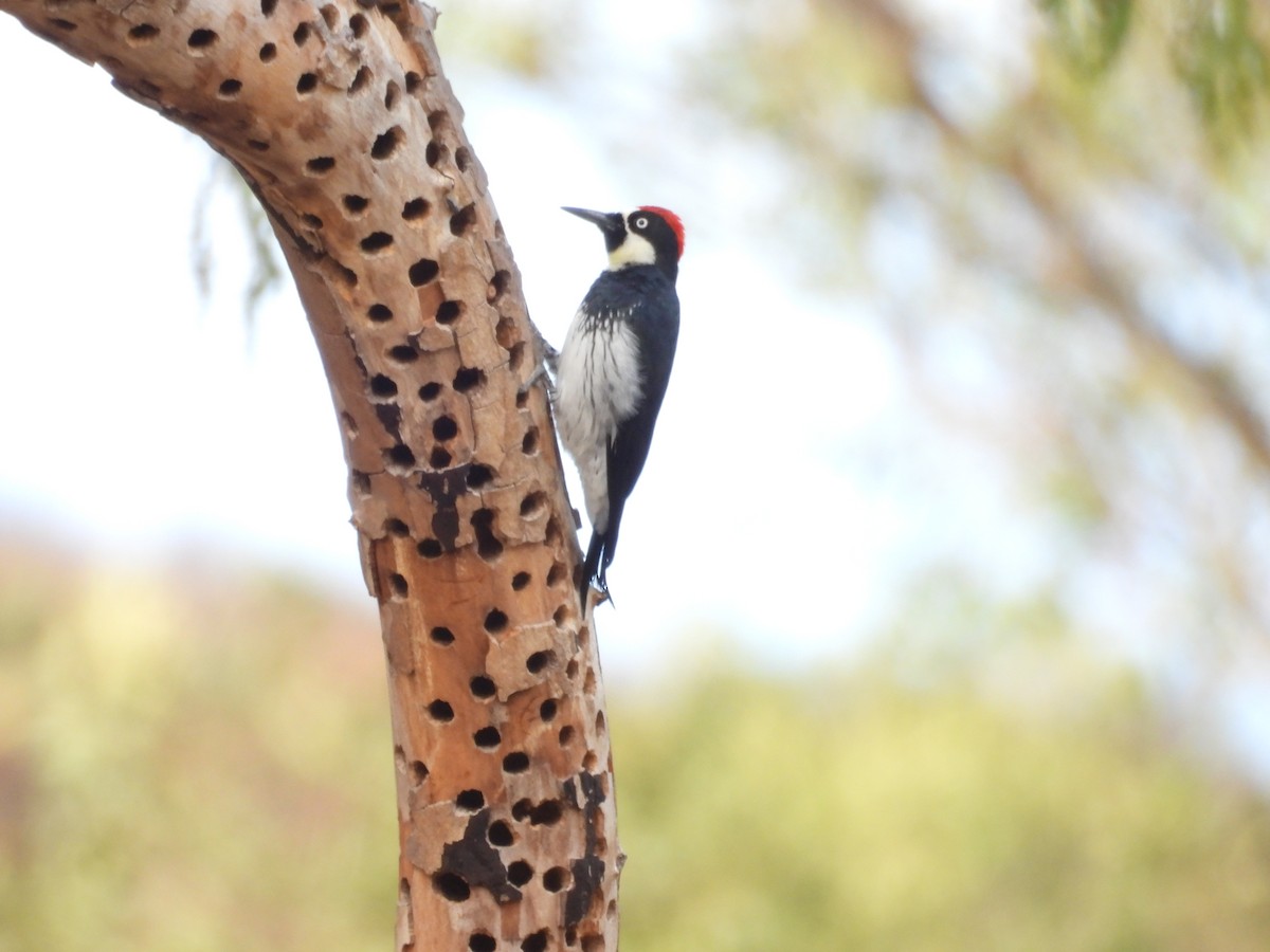 Acorn Woodpecker - ML642899228