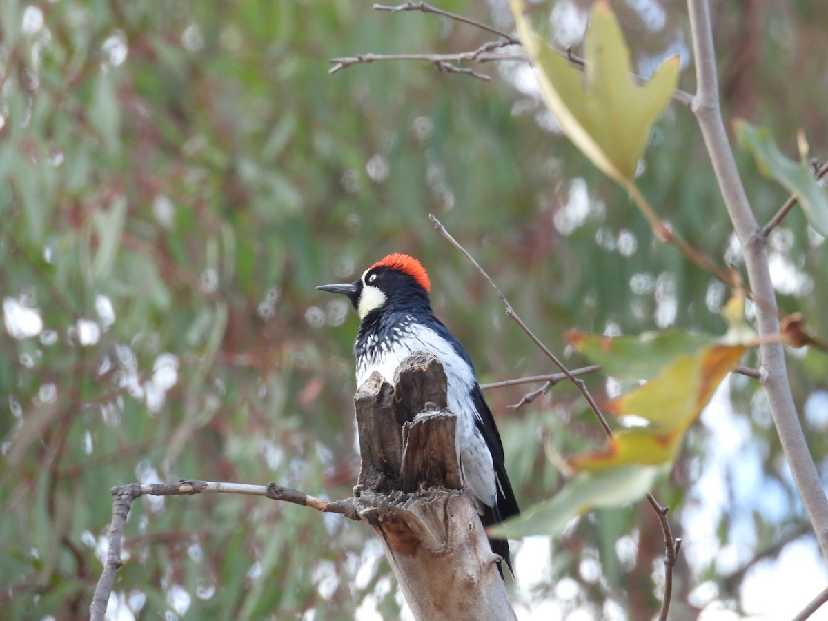 Acorn Woodpecker - ML642899229