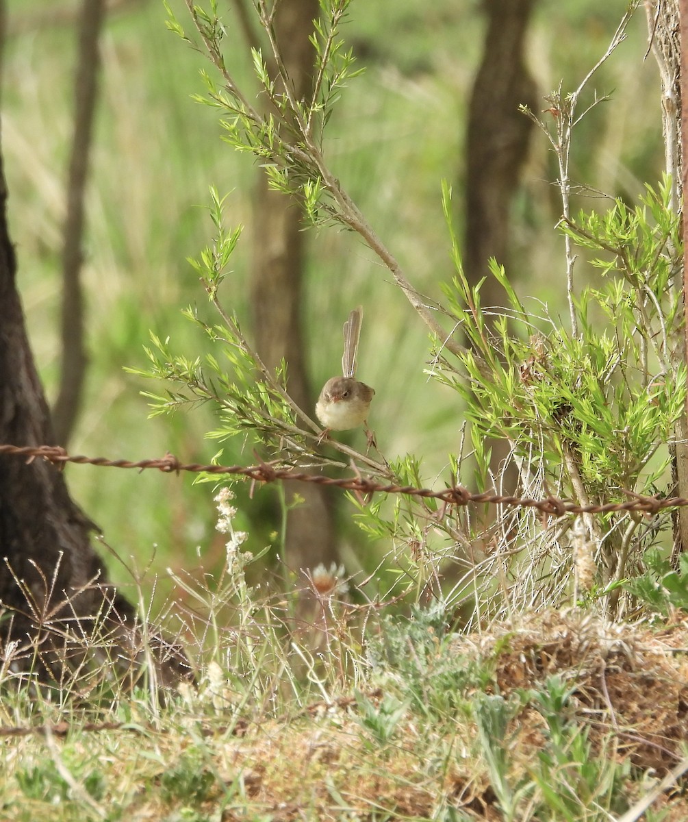 Red-backed Fairywren - ML642899234