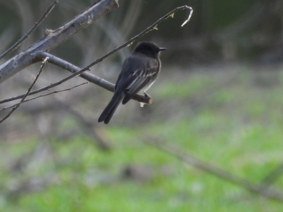 Black Phoebe - ML642899244