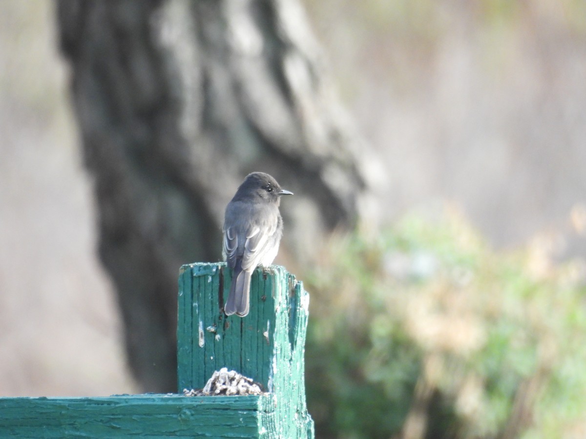 Black Phoebe - ML642899245