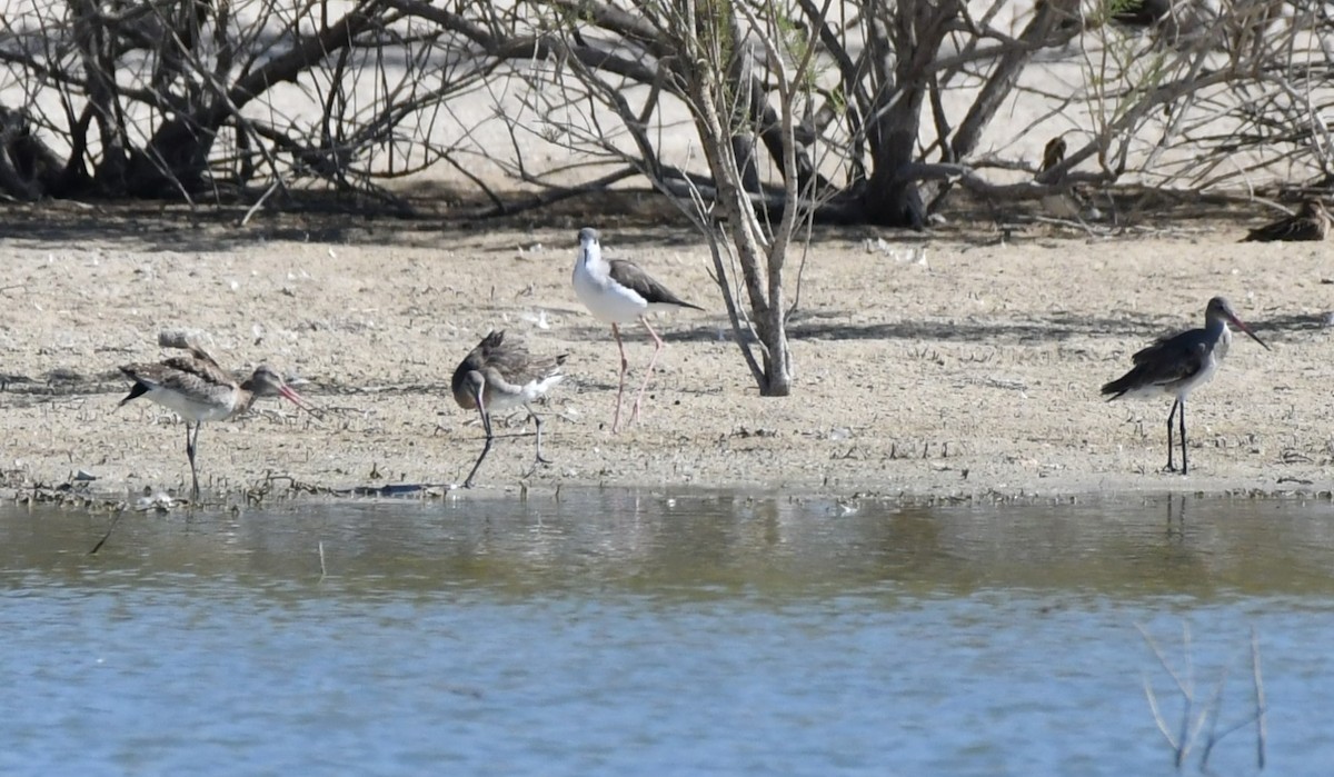 Black-tailed Godwit - ML642899247