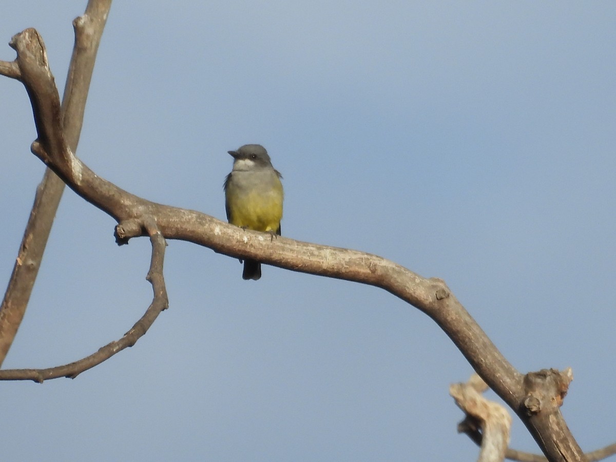 Cassin's Kingbird - ML642899250