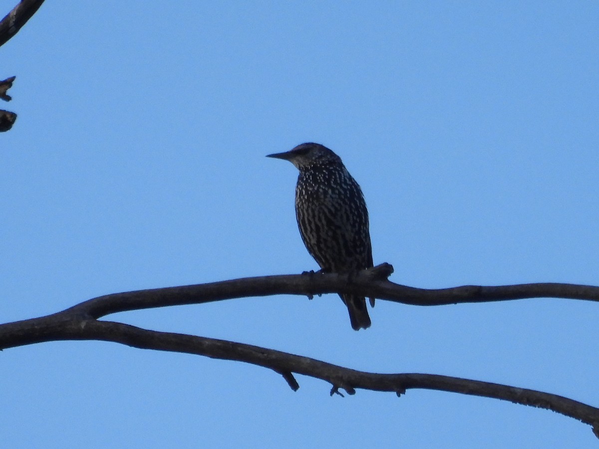 European Starling - ML642899261