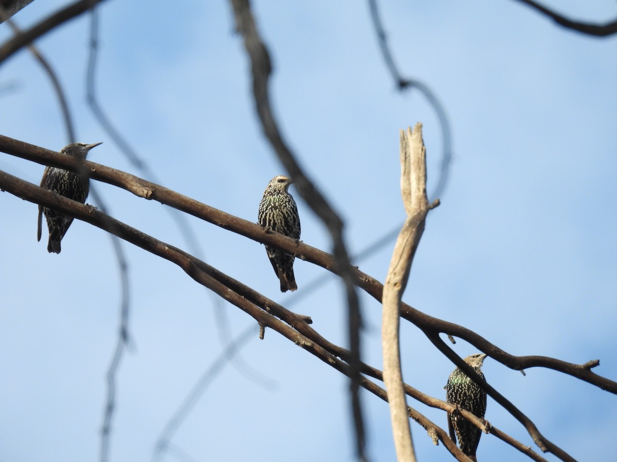 European Starling - ML642899262