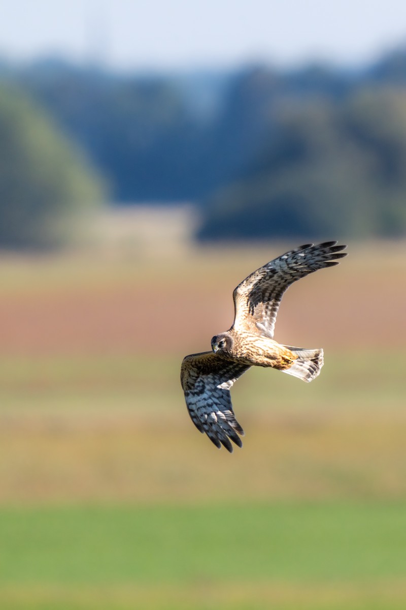 Hen Harrier - ML642899263