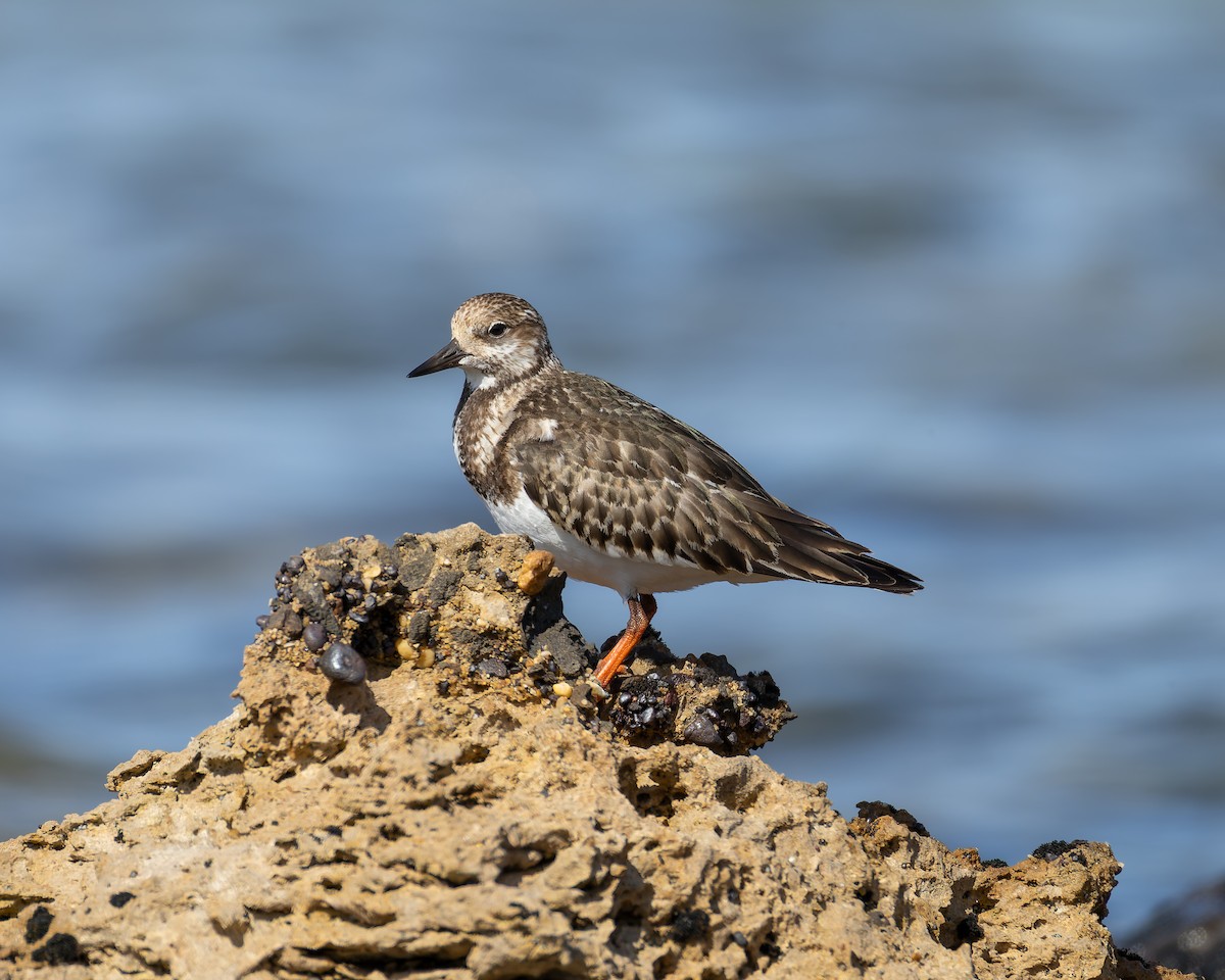 Ruddy Turnstone - ML642899266