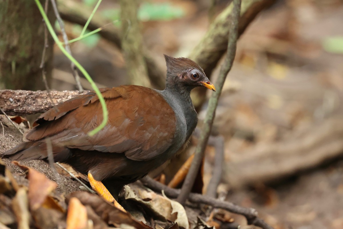 Orange-footed Megapode - ML642899268