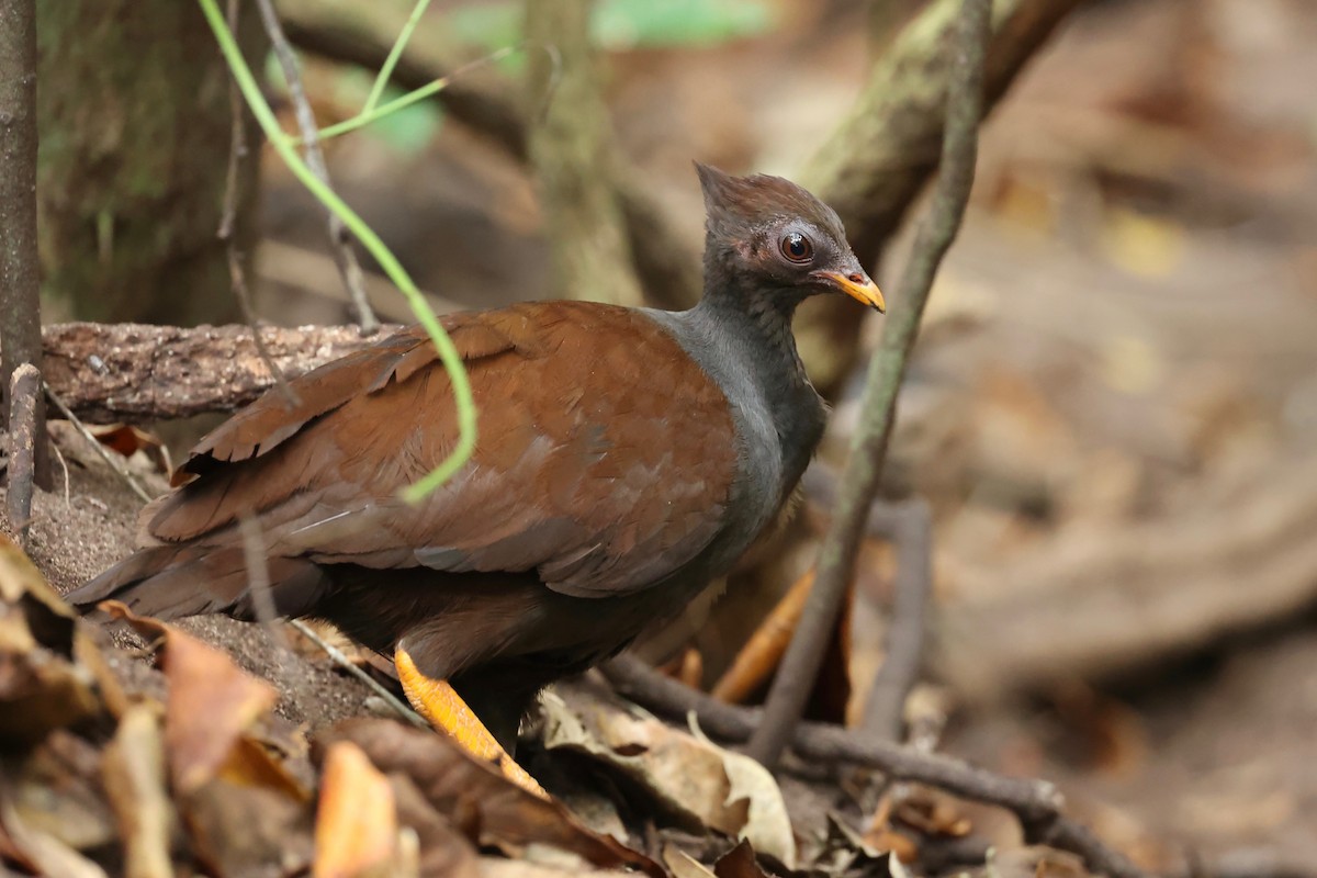 Orange-footed Megapode - ML642899269