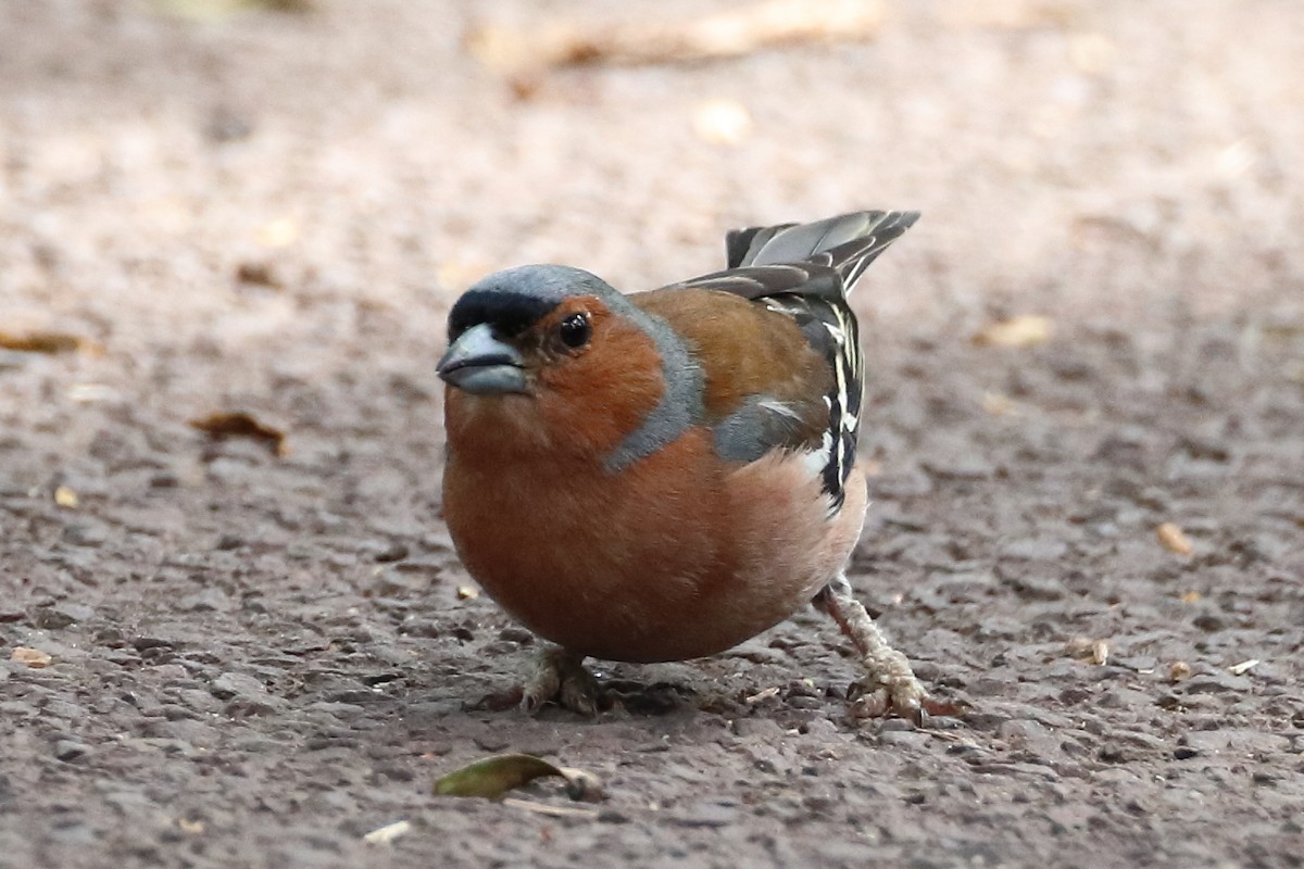 Common Chaffinch - ML642899271
